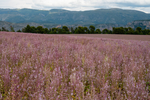 芳香族薬用植物の栽培夏にフランスのプロヴァンスのValensole高原のperfurmery産業で使用されるClary sageまたはSalvia scarlea - 写真・画像