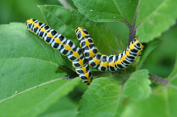 In the wild on the plant caterpillars butterfly Cucullia (Cucullia) pustulata - Photo, Image