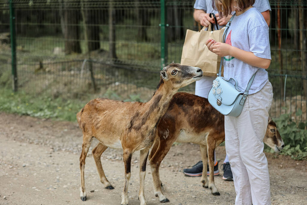Дівчата харчуються муфлоном (Ovis orientalis). Щасливі мандрівники насолоджуються спілкуванням з дикими тваринами в національному парку влітку. Дитячий блідий олень грає з людьми в зоопарку
 - Фото, зображення