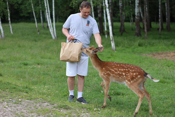 Mężczyzna karmiący uroczą sarnę Sika bambi w zoo kontaktowym. Szczęśliwy podróżnik człowiek cieszy się towarzysko z dzikimi zwierzętami w parku narodowym w lecie. - Zdjęcie, obraz