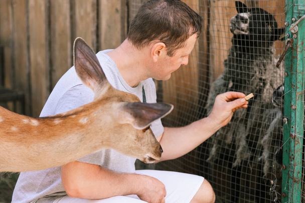 Mies ruokkii söpöjä täplikkäitä peuroja eläintarhassa. Onnellinen matkustava mies nauttii seurustelusta luonnonvaraisten eläinten kanssa kansallispuistossa kesällä. - Valokuva, kuva
