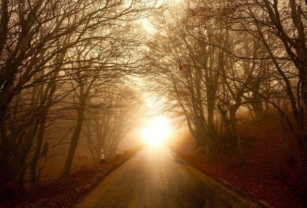 Straße durch nebligen Wald - Foto, Bild