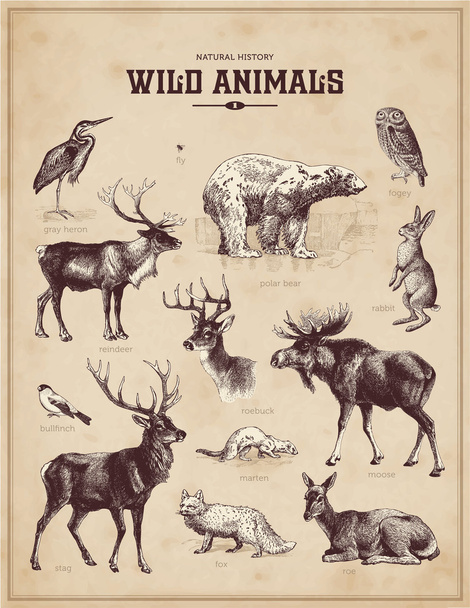 Ensemble vintage d'animaux sauvages
 - Vecteur, image