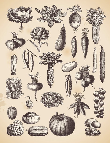Ensemble de légumes vintage
 - Vecteur, image