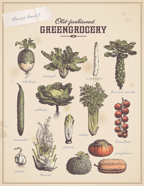 reeks van vintage groenten - Vector, afbeelding