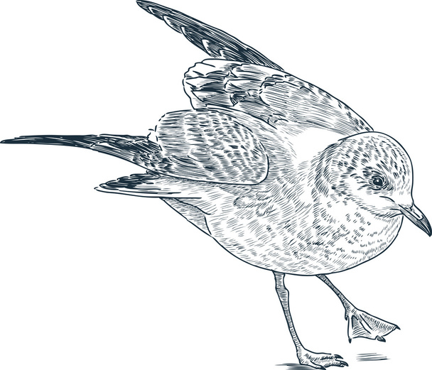 Sea gull - Вектор,изображение