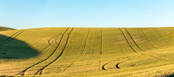 Kouzelná pšeničná pole v Palouse Washington  - Fotografie, Obrázek
