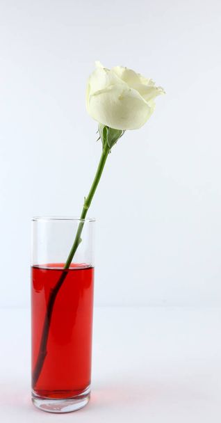 Las rosas blancas se colorean sumergiendo los tallos en un vaso que contiene colorante de alimentos rojos. Concepto de ciencia para niños sobre fondo blanco - Foto, Imagen