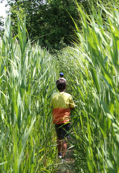 dappere kinderen lopen in het midden van de stokken van het bamboe rietjes - Foto, afbeelding