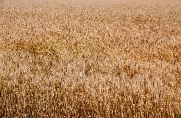 Les tiges de blé mûr jaune sont prêtes à être récoltées 2
 - Photo, image