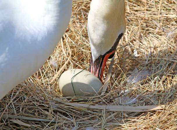 白鳥のくちばしを慎重に使用する移動の大きな卵 - 写真・画像