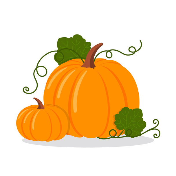 Two pumpkins with leaves, isolated flat vector illustration on white background - Vetor, Imagem