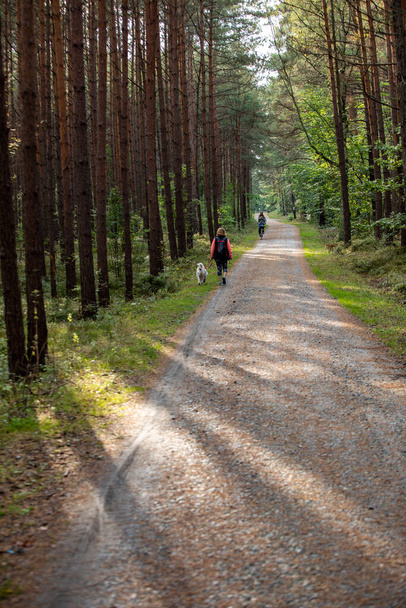Leśna droga wśród zapachów sosen na Plwocinie Wisły pomiędzy Jantarem a Stegną. Polska - Zdjęcie, obraz