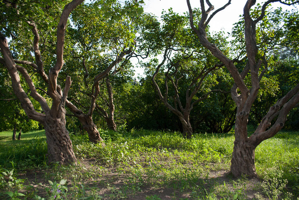 Kmeny starých šeříkových stromů v parku. - Fotografie, Obrázek