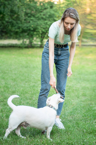 Kadın köpek cinsi Jack Russell Terrier ile oynuyor.  - Fotoğraf, Görsel