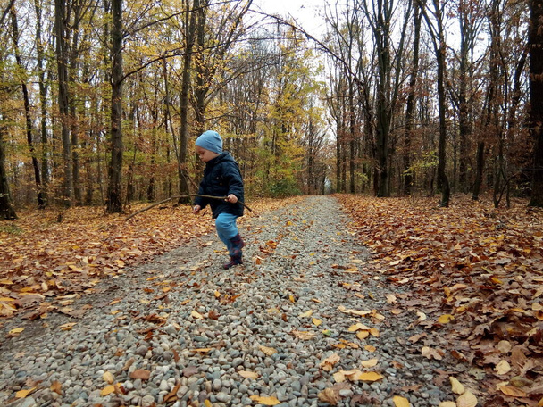 ein Kind geht im Wald spazieren - Herbst - Foto, Bild