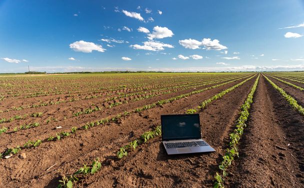 Feche o laptop aberto no campo de soja na primavera. Inovações na agricultura - Foto, Imagem