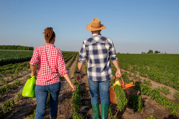 agricultora que lleva regadera puede caminar en el campo de pimienta. Joven agricultor masculino con sombrero de paja y botas de goma llevando cesta con verduras.  - Foto, Imagen