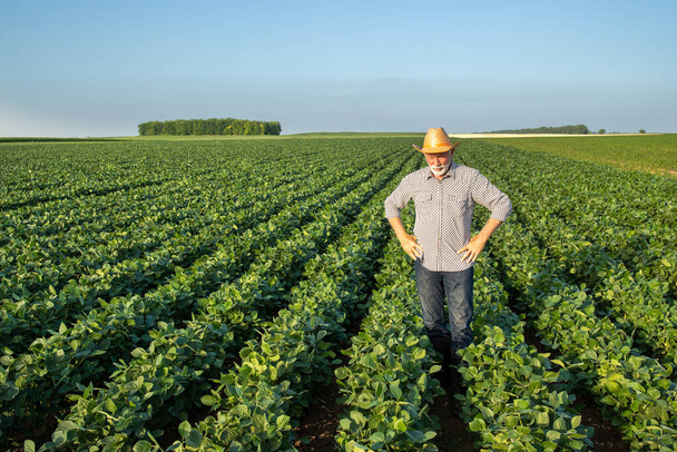 Agricultor idoso monitorando culturas em pé no campo de soja. Agronomista sênior que agrupa a terra com as mãos nos quadris usando chapéu de palha. - Foto, Imagem