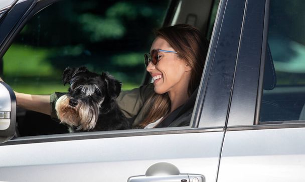 Joven conductora en coche con cinturón de seguridad viajando. Atractiva mujer conduciendo coche sosteniendo perro schnauzer miniatura en regazo sonriendo.  - Foto, Imagen