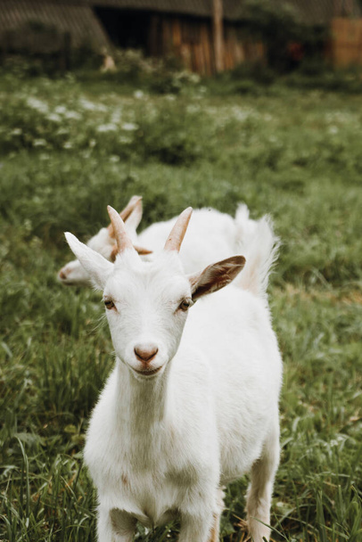 close up portrait of white goat on green grass  - Foto, immagini