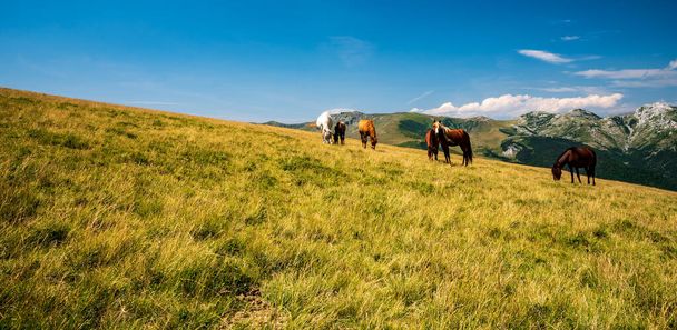 Wildpferde ernähren sich auf der Bergwiese unterhalb des Hügels Oslea im Valcan-Gebirge mit den Gipfeln von Godeanu und Retezatul Mic im Hintergrund in Rumänien an einem herrlichen Sommertag - Foto, Bild