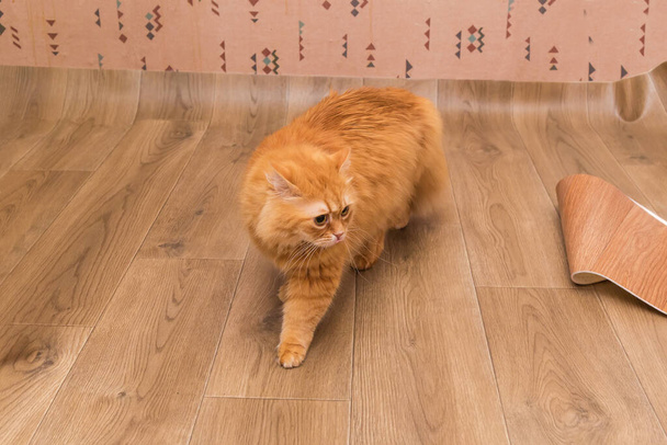 Chlupatá zázvorová kočka kráčející po vinylové podlaze s reliéfní imitací dřevěných prken během kladení - Fotografie, Obrázek