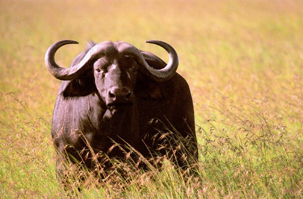 Buffalo in het dorre land - Foto, afbeelding