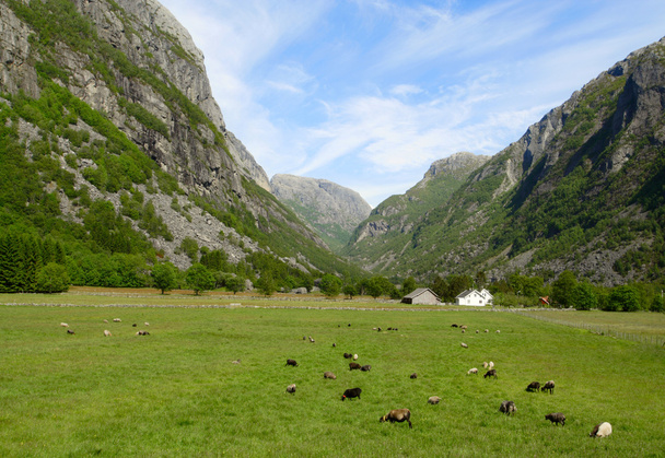Las ovejas en un pasto y las colinas circundantes de las montañas rocosas en Noruega
 - Foto, Imagen