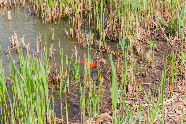 Common carps and ornamental colored carps in shallow water among reeds during spawning - Photo, Image