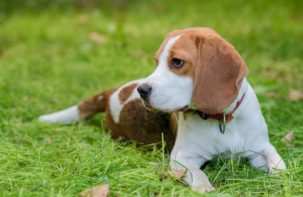 Portrait of  cute beagle dog on a green meadow - Photo, Image