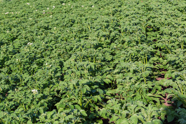 Секция картофельного поля в начале цветения, кишащего картофельными жуками Колорадо, избирательный фокус - Фото, изображение