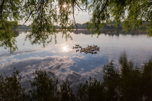 Flock of the white domestic ducks swimming on a morning pond under the willows branches hanging down - Foto, Imagem