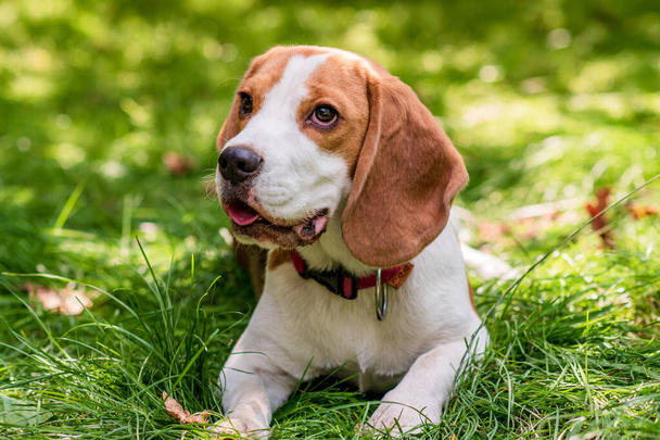 Retrato de lindo perro beagle en un prado verde - Foto, imagen