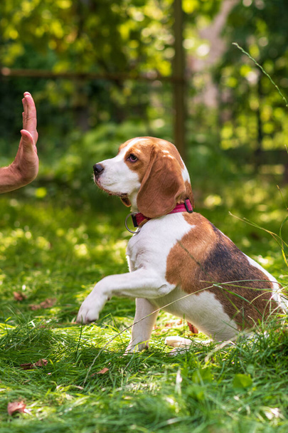 Portrait of  cute beagle dog on a green meadow - Photo, image