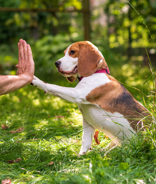 Porträt eines niedlichen Beagle-Hundes auf einer grünen Wiese - Foto, Bild
