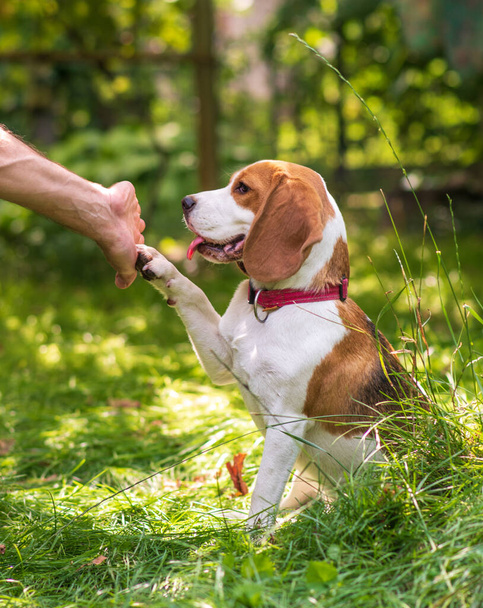 Portrait of  cute beagle dog on a green meadow - Foto, imagen