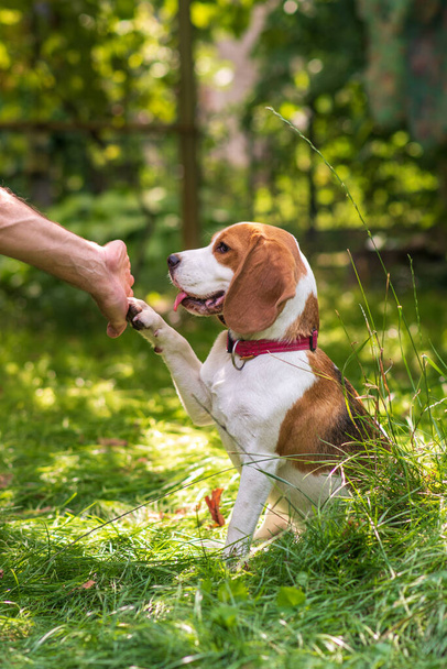 Portrait of  cute beagle dog on a green meadow - Φωτογραφία, εικόνα