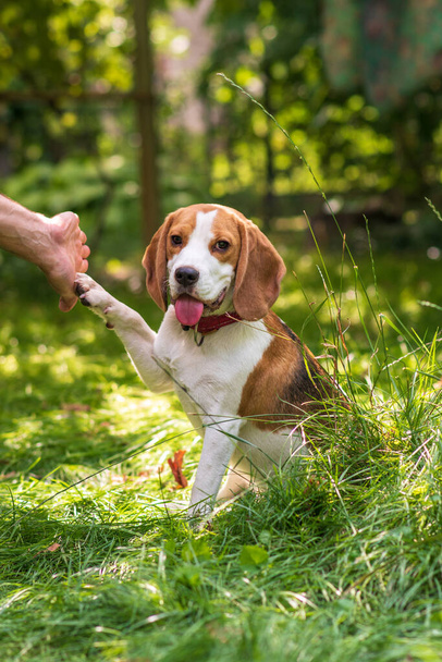 Retrato de lindo perro beagle en un prado verde - Foto, Imagen