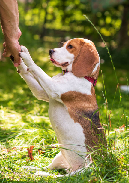 Portrait of  cute beagle dog on a green meadow - Foto, Imagem