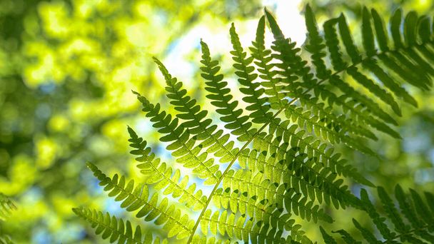 MACRO: Bright spring sunbeams shine on a lush green fern deep in the forest. - Фото, изображение