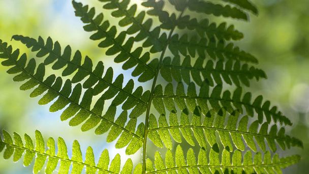 MACRO: Bright sun rays shine on a fern plant swaying deep in the dense woods - Fotó, kép