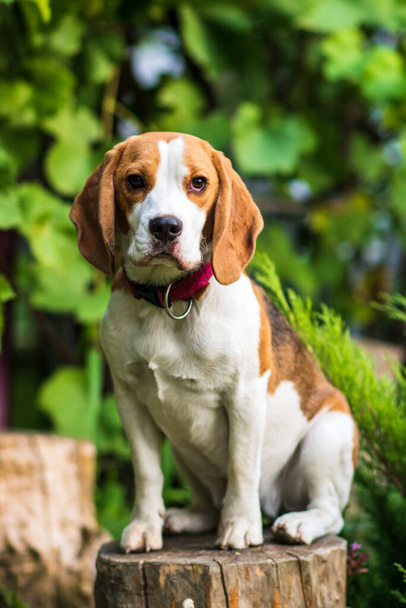 緑の草原にかわいいビーグル犬の肖像画 - 写真・画像