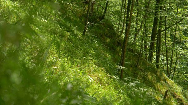 SULJE Up: Sammal ja ruoho peittävät rauhallisen metsän maan Sloveniassa. - Valokuva, kuva