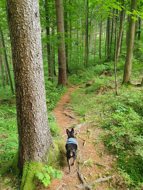 VERTICAL: Zwarte puppy wandelt door pittoreske Sloveense bossen in Logar Valley - Foto, afbeelding