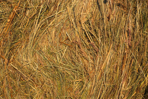 Close up of hay natural background texture - Photo, Image