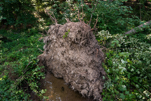Sehr großer Waldbaum nach massivem Sturm entwurzelt Baumstumpf-Krater, Sommertag, keine Menschen. Europa . - Foto, Bild