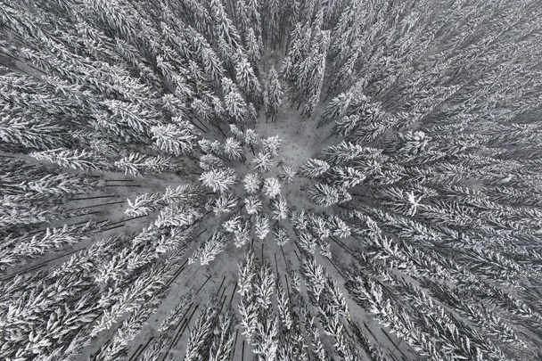 Von oben nach unten Luftaufnahme des schneebedeckten immergrünen Kiefernwaldes nach starkem Schneefall in winterlichen Bergwäldern an kalten, ruhigen Tagen. - Foto, Bild