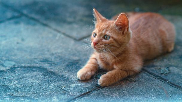 CLOSE UP, COPY SPACE: Attentive orange tabby cat lies on the black tiled ground. - 写真・画像