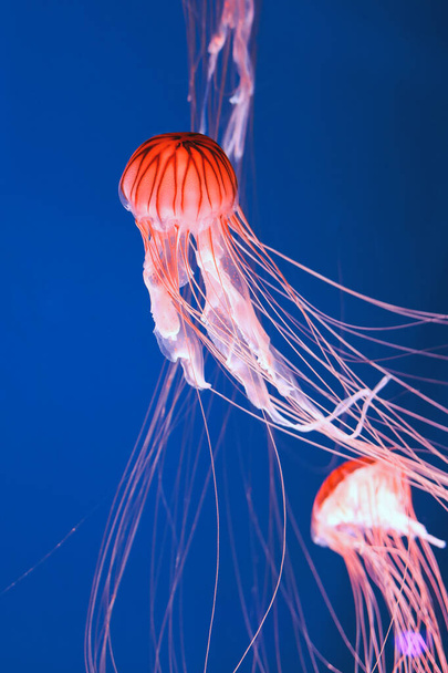 Яскраво-рожева медуза на темно-синьому фоні
. - Фото, зображення